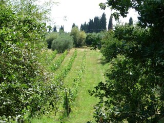 Appartamento Lajatico Ambiente 32