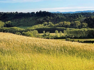 Ferienhaus Peccioli Umgebung 32