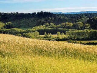 Maison de vacances Peccioli Environnement 27