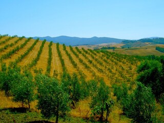 Fattoria Lajatico Ambiente 26