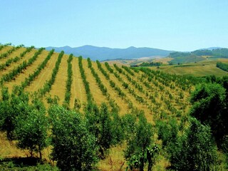 Type de propriété : Ferme Lajatico Enregistrement extérieur 10