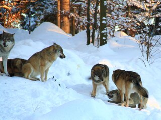 Wölfe Nat.-Park