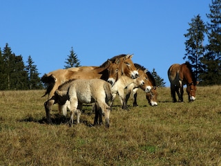 Wildpferde im Nationalpark