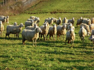 Type de propriété : Ferme Sorano  38