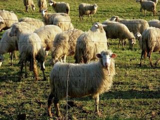 Casa de campo Sorano  39