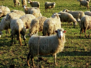 Type de propriété : Ferme Sorano  38