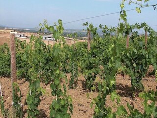 Type de propriété : Ferme Paganico Environnement 34