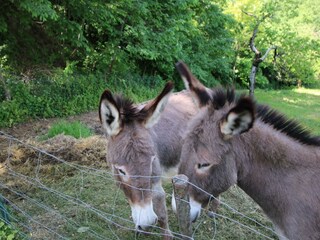 Holiday cottage Apecchio  34