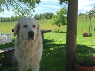 Type de propriété : Ferme Apecchio Enregistrement extérieur 25