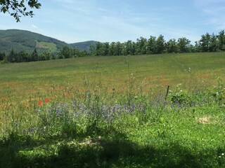 Fattoria Apecchio Registrazione all'aperto 13