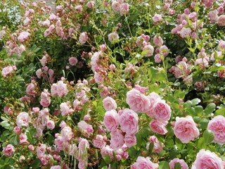Casa per le vacanze Acqualagna Registrazione all'aperto 6