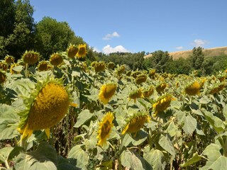 Casa de vacaciones Pergola Entorno 32