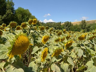 Maison de vacances Pergola Environnement 31