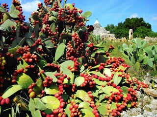 Casa de vacaciones Cisternino Entorno 16