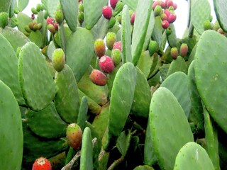 Casa de vacaciones Cisternino  39