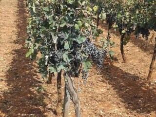 Cottage Cisternino Umgebung 25