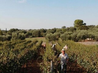 Casa de vacaciones Cisternino Entorno 26