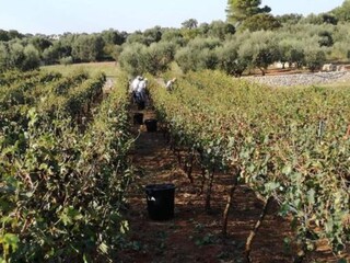 Casa de vacaciones Cisternino Entorno 18