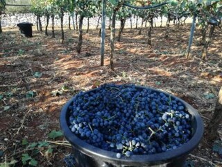 Maison de vacances Cisternino Environnement 35