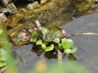 Casa de vacaciones Ponte de Lima  39