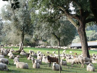 Casa per le vacanze Montemor-o-Novo Ambiente 34