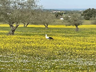 Casa de vacaciones Montemor-o-Novo Entorno 32