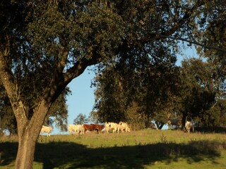 Casa per le vacanze Montemor-o-Novo Ambiente 31