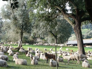 Casa per le vacanze Montemor-o-Novo Ambiente 36