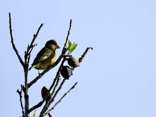 Casa de campo Vilamoura Entorno 37