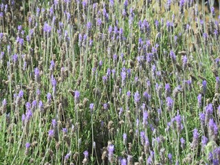 Casa vacanze Vilamoura Registrazione all'aperto 5