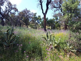 Villa Alcalar Environnement 36