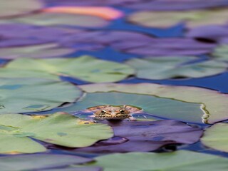 Villa Alcalar Buitenaudio-opname 5