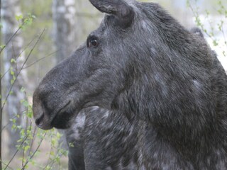 Chalet Torsby Environnement 29