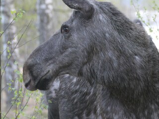 Chalet Torsby Ambiente 20