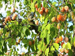Maison de vacances Gubbio Enregistrement extérieur 22
