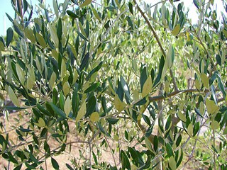 Maison de vacances Gubbio Enregistrement extérieur 23