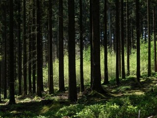 Vakantiehuis Mützenich Omgeving 24