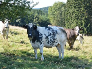 Maison de vacances Wolwelange  40