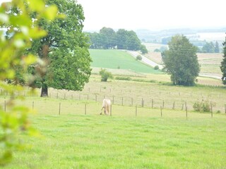 Bauernhof Houffalize Umgebung 20