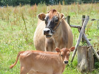 Type de propriété : Ferme Houffalize  40