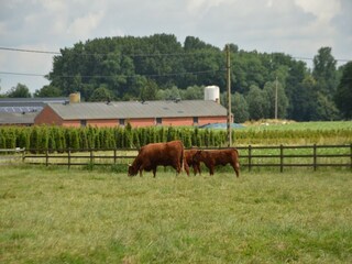Ferienhaus Oostkamp Außenaufnahme 3