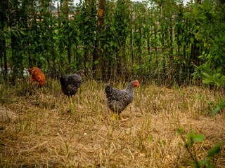 Ferienhaus Oostkamp Umgebung 26