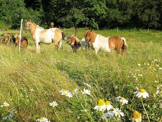 Apartamento Frankenau Entorno 28