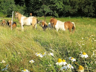 Apartment Frankenau Environment 28