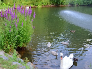 Apartment Frankenau Umgebung 31