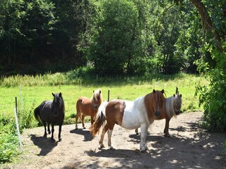 Apartment Frankenau  39