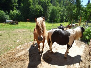 Apartment Frankenau  32