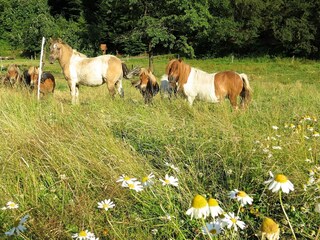 Apartment Frankenau Umgebung 30