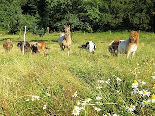 Apartment Frankenau Umgebung 27