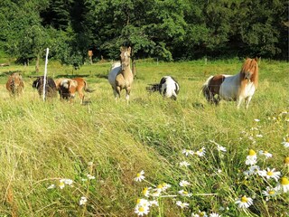 Appartement Frankenau Omgeving 27